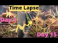 FAST Growing Carnivorous Sundews Time Lapse