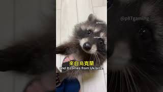 跳舞的Pedro浣熊迷因梗由來 #pedro #raccoon #迷因由來 #p87gaming