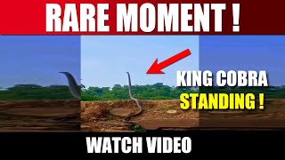 RARE MOMENT ! King Cobra Spotted STANDING Captured On Camera  | Watch Video