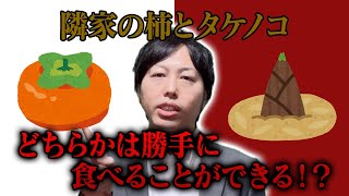 民法43 相隣関係② 枝や根、境界、目隠しについて 隣地の柿が境界を超えるとき請求できる!?タケノコは？分かりやすく詳しく解説します。司法書士社長【柳本良太のやなぎ法律部】