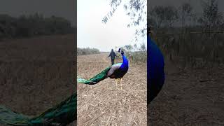 Jungle in lifepeacock 🌿 🦚#vtr #viralvideo#shorts#yt#birds #peacock#youtubeshorts #foryou#cute #boy😄😄