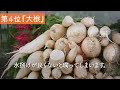 top 5 vegetables to plant in september chosen by japanese farmers 【subtitle translation ver】