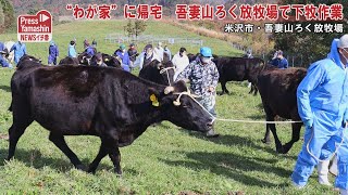 吾妻山ろく放牧場で下牧作業　米沢市・吾妻山ろく放牧場