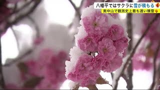 奥中山で観測史上最も遅い積雪　盛岡ではみぞれ観測・５月に降雪観測するのは３１年ぶり＜岩手県＞ (23/05/08 19:30)