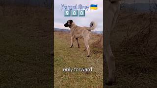 §541. Kangal Грей. Тільки вперед 9️⃣0️⃣0️⃣ #kangal #грей #shepherd #кангал #dog #shorts 🇺🇦🐕‍🦺