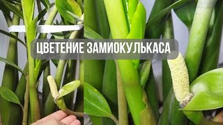 Как цветёт замиокулькас.   И как вредит цветку #замиокулькас #замиокулькасцветение#долларовоедерево