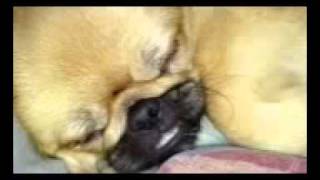 Pekingese snoring