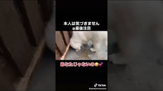 呼び続けてもまったく気づかないグレートピレニーズ子犬ｗｗｗ