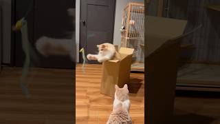 箱をめぐる姉妹猫の戦い #shorts #cat #funny