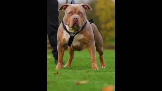 new pitbul lover video status #youtube #trending #pitbull #youtube #dog #video #views #new #video