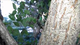 2012 07 09 006trim T tibicen ovipositing