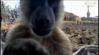 ol Donyo Kenya~ The Maintenance crew decides to clean the camera! Aug  26, 2024