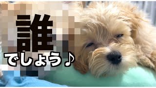 【チワワとマルプー】まさかのコンビ誕生！！甘えかたがプロ級のマルプーの赤ちゃん♪