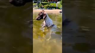 Funniest Dogs Video🐕#puppy #doglover #doglovers #dogs #dog #dogshort #storts