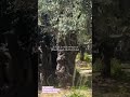 the garden of gethsemane the place where jesus prayed. jesuschrist gethsemane prayer