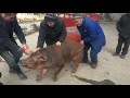 Pig Slaughter - This method is really reliable to deal with the ferocious breeds of wild boar