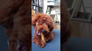 ひたすらヒマラヤチーズをかじり続けた結果 トイプードル♂ (Toy poodle puppy) #shorts