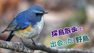 【探鳥散歩】またまた北本自然観察公園へ行ってきました