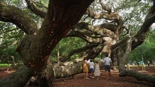 The Angel Oak: A Virtual History Tour