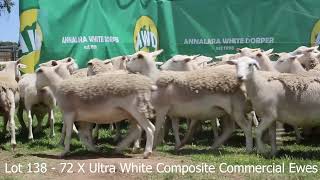 Lot 138 - 72 X Ultra White Composite Commercial Ewes | Annalara White Dorper 2023