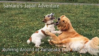 A little trip to Lake Yamanaka~doggy wrestling~