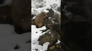 SNOW MONKEY　スノーモンキー　雪猿