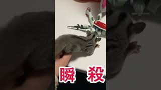 フクロモモンガvsガンダム