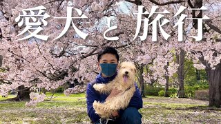 Traveling with my dog🐶🌸 lakeland terrier