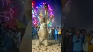 Rajasthan Camel dance #shorts #youtubeshorts #viralshorts #camel #camedy #dance #dancevideo #dancer