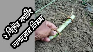 জারা ঘাস লাগানোর নিয়ম || জারা ঘাস || ঘাস চাষ পদ্ধতি || শেখ এগ্রো ফার্ম