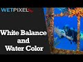 White Balance and Water Color for Underwater Photographers