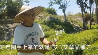 100公斤的艾草可以提煉多少精油 ?   探索艾草之旅