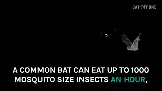 BatBnBs are Home to Nature's Greatest Form of Pest Control