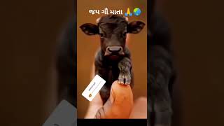 જય ગૌ માતા #hola jevdi hashe gay #devayat pandit #gau. mata new status @jay gau mata  @trending reel