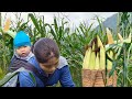 17 Year Old Single Mother Harvests Sweet Corn to sell - Sow Spinach Sprouts for the Vegetable Garden