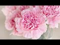 carnation all about carnation flower natures beauty