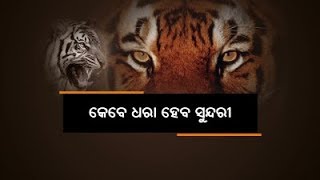 ମାୟାବିନୀ ସୁନ୍ଦରୀ ପାଇଁ ପହଞ୍ଚିଲା ମଧ୍ୟପ୍ରଦେଶ ଟିମ୍ : ହେଲେ ଧରାଦେଉନି ବାଘୁଣୀ