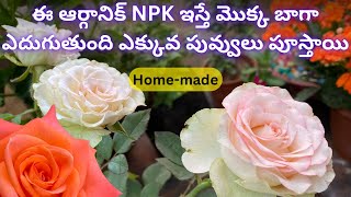 ఈ ఆర్గానిక్ NPK ఇస్తే మొక్క బాగా ఎదుగుతుంది ఎక్కువ పువ్వులు పూస్తాయి | Seeds For Sale