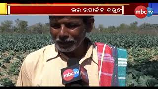 Bargarh Farmers Discards Artificial Fertilizers || Special Report || MBCtv