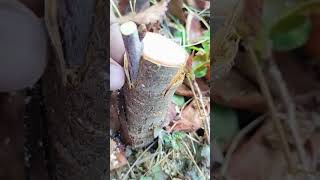 Want Grafting Success? Watch This Now #grafting #plants #garden   #gardenlife #mygarden #trees