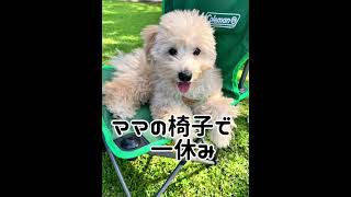 お散歩デビューしました！ #マルプー #愛犬 #トイプードル #子犬 #癒し #お散歩 #マルチーズ