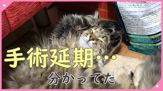 避妊手術前に発情期がきた猫、手術が延期になってしまいました。【生後6か月の猫】