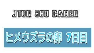 ウズラ 孵化 挑戦 孵卵器に入れて 7日目 検卵