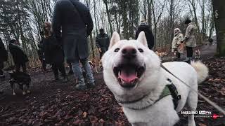 🐕🏞️ First shiba walk in 2025... 😍