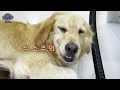 golden retriever dam s grooming part 2 ★ large dog grooming dog grooming