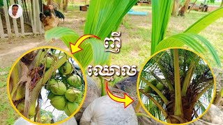 ប្រាប់ពីរបៀបមើលដូងញី ឬ ឈ្មោល (ចង់ដាំដូងបានផលច្រើនមើលវីដេអូនេះសិន)👌