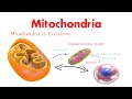 mitochondria structure and function power house of cell biology cell biology