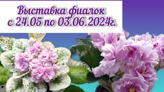 Выставка фиалок Здравствуй, лето -2024 в московском Доме ФИАЛКИ #выставкафиалок #домфиалки #violet