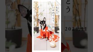 【Dogram】わんこの七五三撮影 #七五三撮影 #七五三 #愛犬