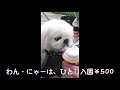 trip in japan with old pekinese 2 ~laguna ten bosch amusement park ~